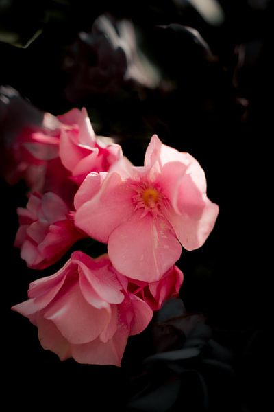 Wild pink roses against dark background by Roel Timmermans