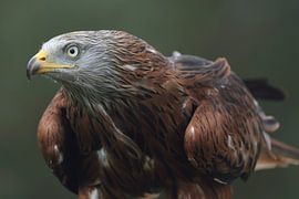 Milan royal (Milvus milvus) sur Ronald Pol