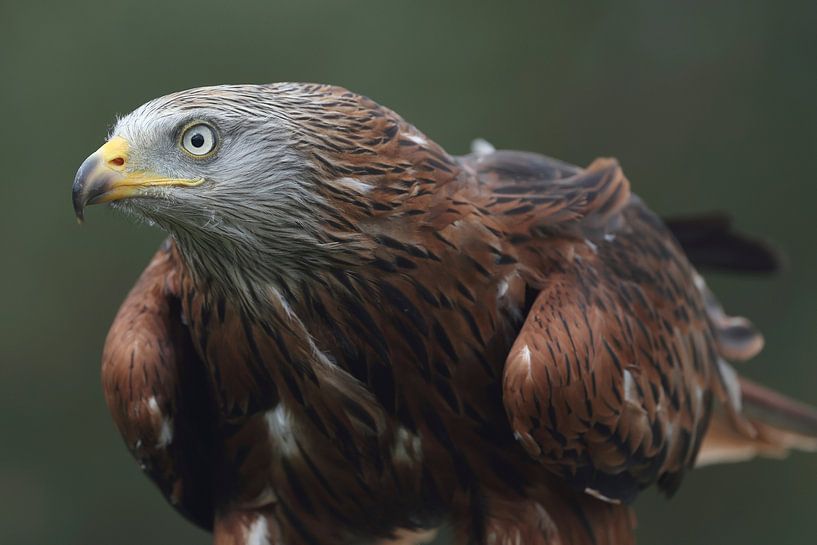 Red Kite (Milvus milvus) by Ronald Pol