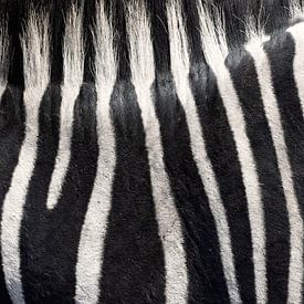 zebra abstract by gj heinhuis