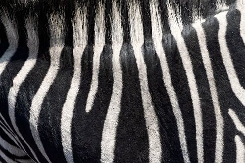 zebra abstract
