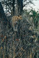 Leopard in the wild of Namibia, Africa