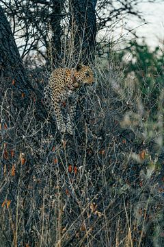 Luipaard in het wild in Namibië, Afrika van Patrick Groß