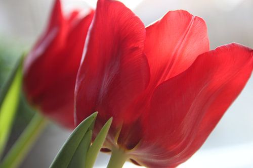 Red tulip