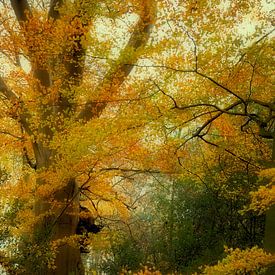 kleurrijke herfst van John Smits