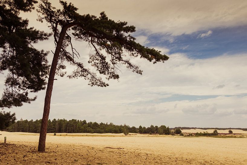 Loonse- en Drunense Duinen van Dirk Smit