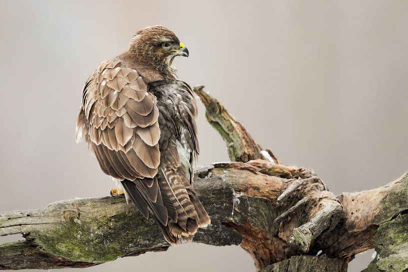 Mäusebussard (Buteo buteo) von Dirk Rüter