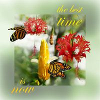 Blossoms in spring, nature shows its beauty