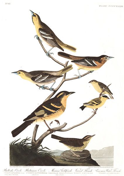 Oriole de Bullock par Birds of America