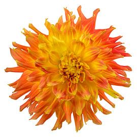 Dahlia bloesem op een witte achtergrond