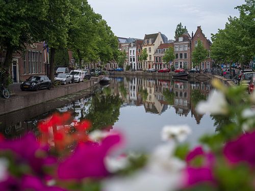 Rapenburg Leiden mit Blumen