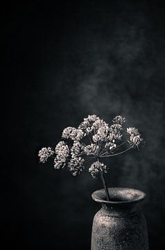 Dried hogweed in a rustic vase.