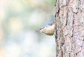 Kleiber von Merijn Loch