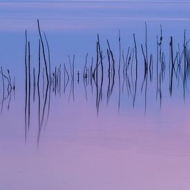 Branches in the water by Michel Knikker