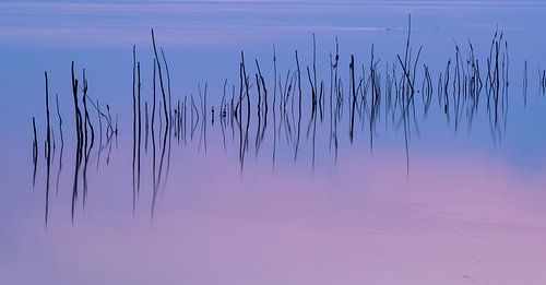 Branches in the water by Michel Knikker