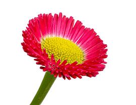 Blühende Bellis Blume auf weissem Hintergrund von ManfredFotos