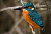 IJsvogel