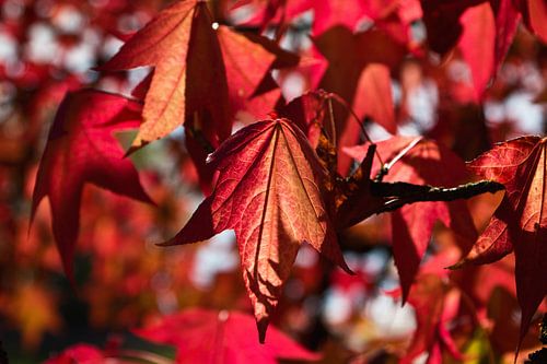 Blätter in der Herbstsonne