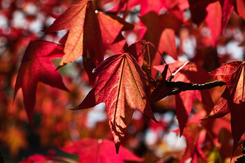 Bladeren in de herfstzon van Anja B. Schäfer