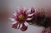 succulent pink with pink background