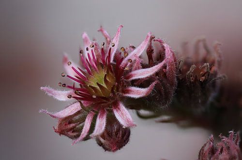 vetplant roze met roze achtergrond