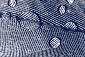 Feather with water drops