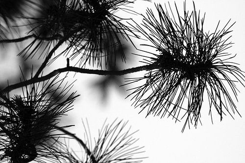 Forest Walk