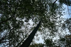 Vue du ciel à travers la canopée verte d'une forêt en été