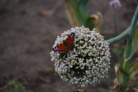 Butterfly by BRONWAREN