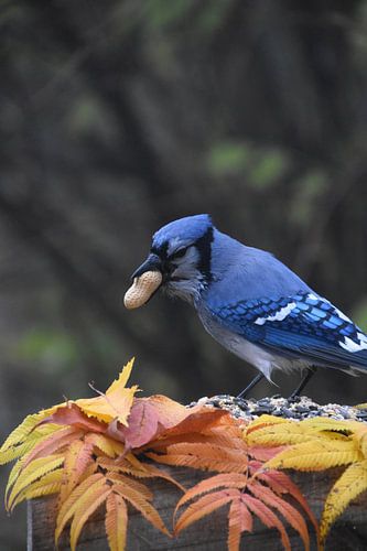 Een blauwe gaai bij de tuinvoeder