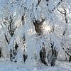 Zon in het besneeuwde winterbos van Daniela Beyer