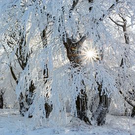 Sonne im verschneiten Winterwald von Daniela Beyer