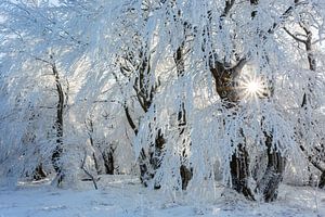 Sonne im verschneiten Winterwald