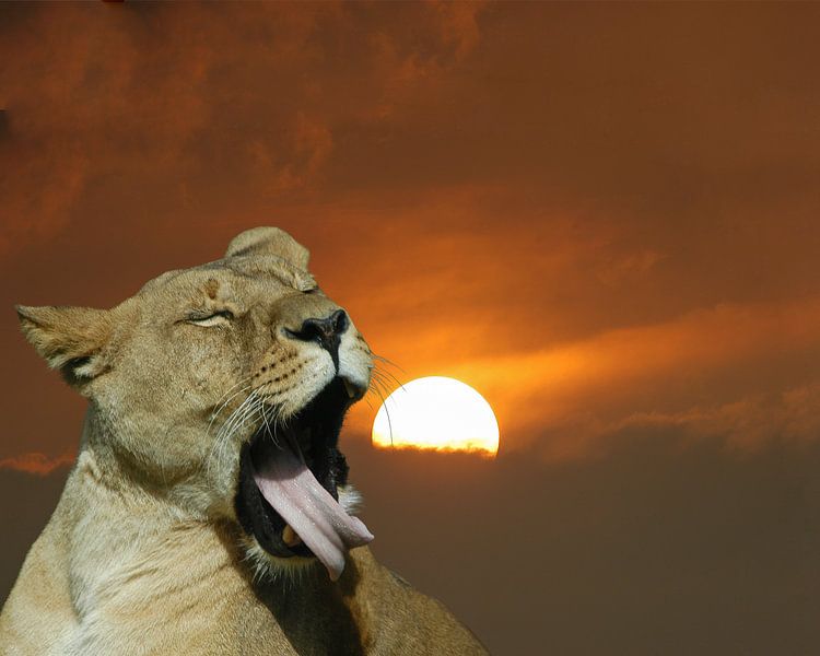 Gapende leeuw bij zonsondergang van Michar Peppenster