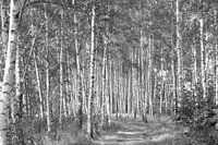 Grands arbres (attrape beaucoup...)