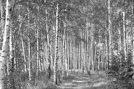 Tall trees (catch a lot...)