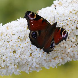 Papillon de paon jour sur Buddleia blanc sur Cora Unk