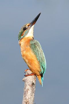 IJsvogel / Kingfisher von Jan Katsman