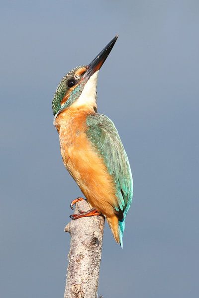 IJsvogel / Kingfisher van Jan Katsman
