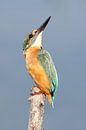 IJsvogel / Kingfisher van Jan Katsman thumbnail