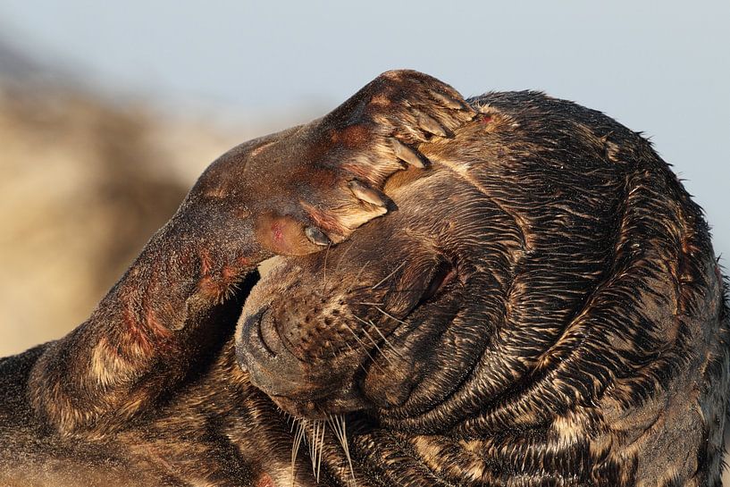 Grey Seal Bull Helgoland Island Germany by Frank Fichtmüller