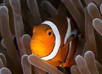 Nemo