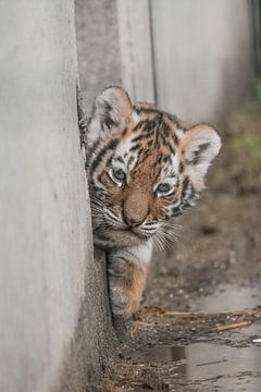 Le petit tigre sur Esther van Engen