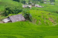 Rijstvelden in Vietnam van Richard van der Woude thumbnail