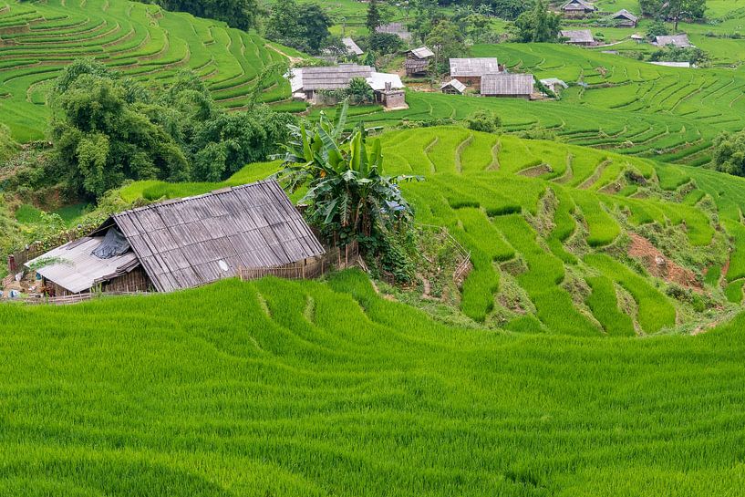 Rijstvelden in Vietnam van Richard van der Woude