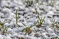 Des lames d'herbe dans la neige par Frans Blok Aperçu