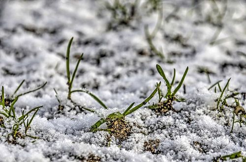 Blades of Grass in the Snow
