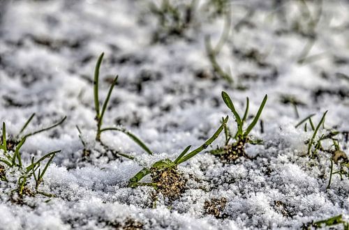Grassprieten in de sneeuw