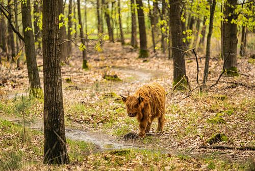 Schotse Hooglander Schottischer Highlander