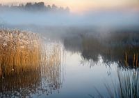 Brume au lac